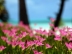 �C�̎ʐ^�@�p���I