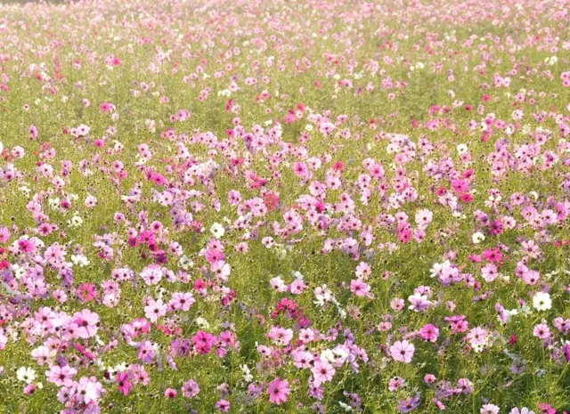 四国ダイビングの写真の写真 16