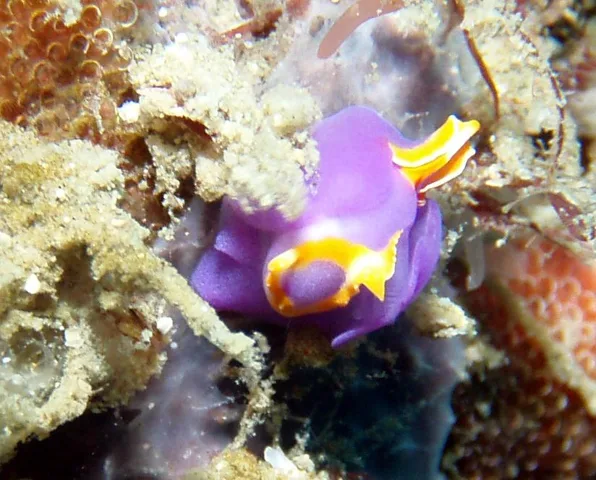 白浜・ダイビングツアーの写真 3