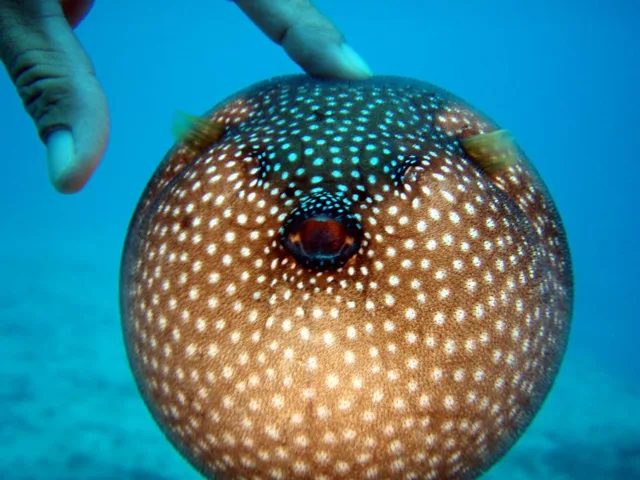 サイパン･水中写真の写真 39