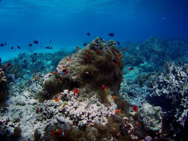 ドマゲッティ　ダイビング・水中写真の写真 2