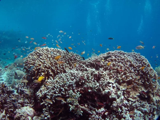 ドマゲッティ　ダイビング・水中写真の写真 7