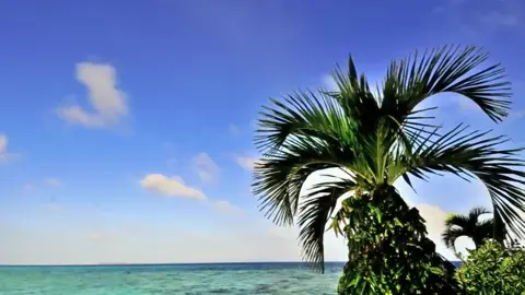椰子の木と海の写真