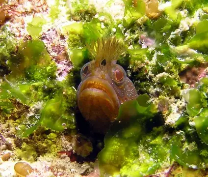 黄金崎（4月10日）の写真 10