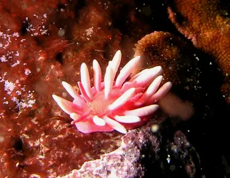 黄金崎（4月10日）の写真 11