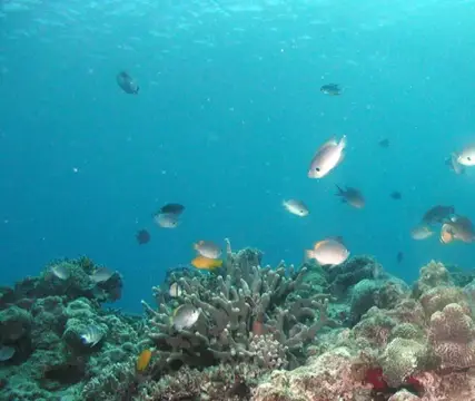 沖縄渡嘉敷島合同ツアーの写真 9