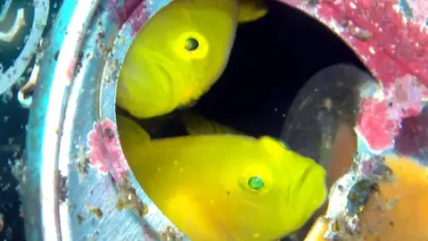 ミジンベニハゼ