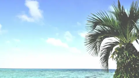 海とヤシの木