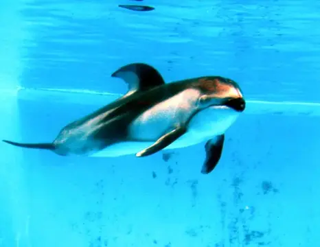 富戸~海中公園ドルフィンツアーの写真 3