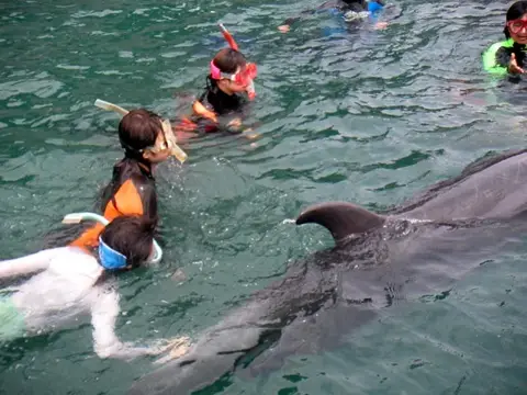 富戸~海中公園ドルフィンツアーの写真 9