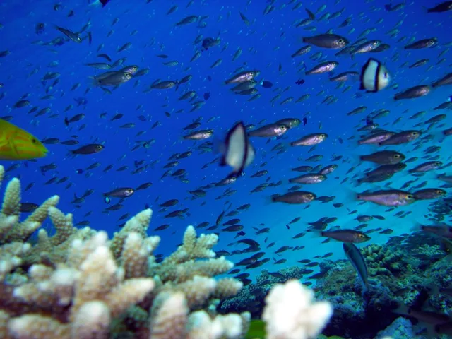 沖縄・渡嘉敷島ビーチ・水中写真の写真 31