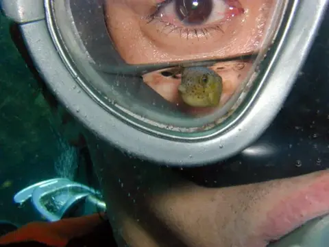 ハコフグの赤ちゃんの写真 1