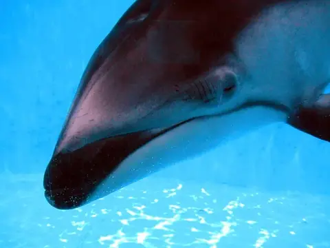 富戸~海中公園ドルフィンツアーの写真 5