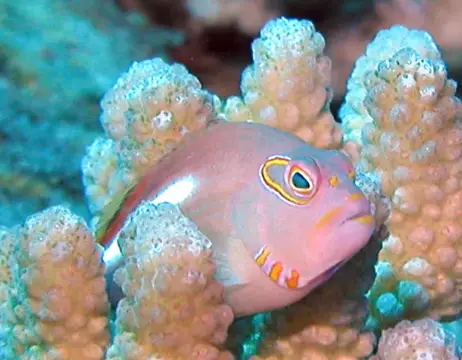 パラオ・グアムツアーフォトグラフの写真 35