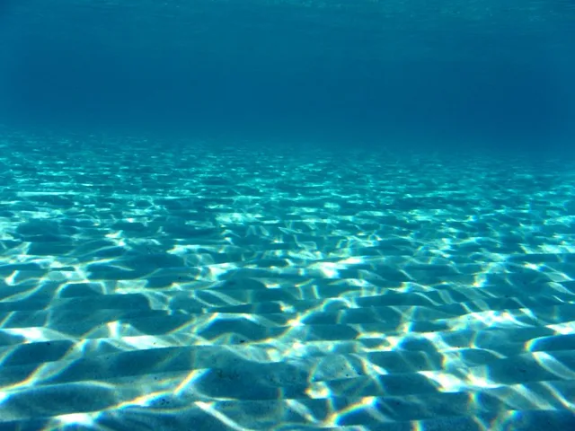 2005年・年越南紀白浜ダイビングツアー(水中編)の写真 4