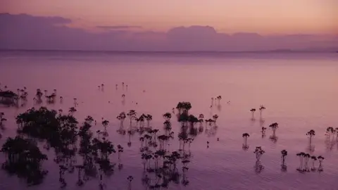石垣島のマングローブの夕焼け