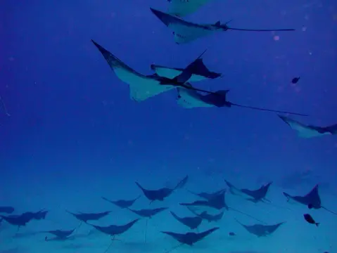 SAIPAN
ツアーフォトグラフの写真 7