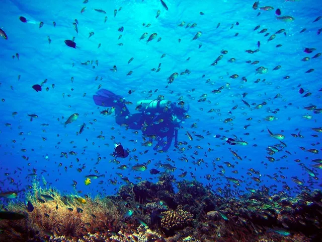 沖縄・渡嘉敷島ビーチ・水中写真の写真 33