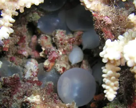 沖縄・渡嘉敷島ツアーフォトグラフの写真 33