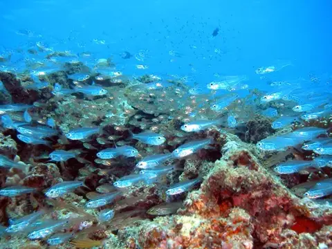 沖縄渡嘉敷島合同ツアーの写真 24