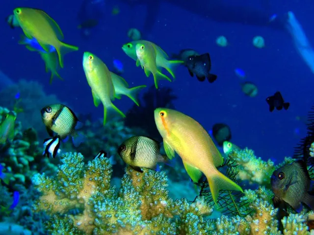 ドマゲッティ　ダイビング・水中写真の写真 15