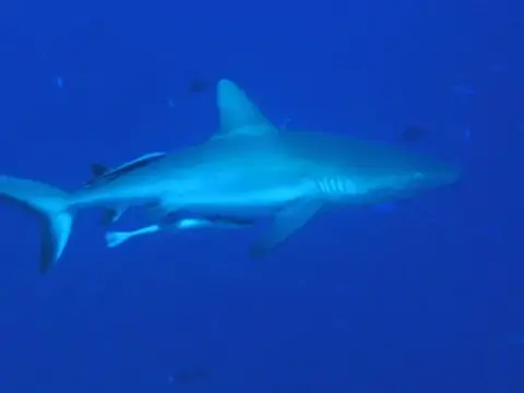 沖縄・渡嘉敷島ツアーフォトグラフの写真 48