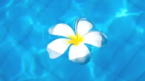 プルメリア・南の島の花