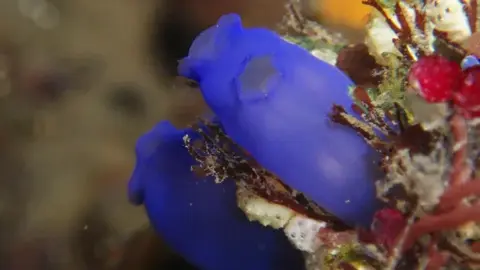 ホヤ