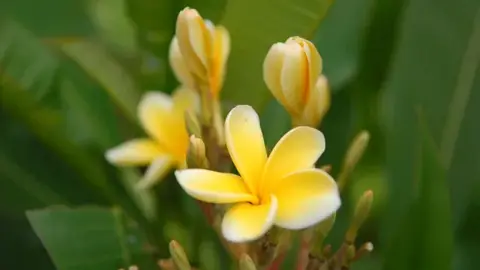 BALL南の島の花