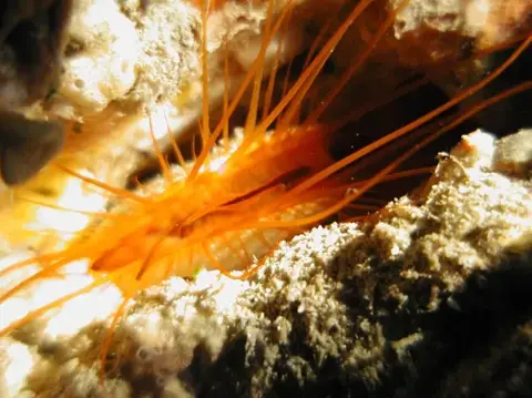 沖縄・渡嘉敷島ツアーフォトグラフの写真 10