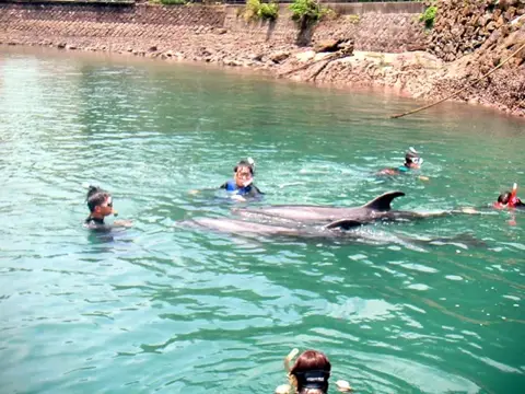 富戸~海中公園ドルフィンツアーの写真 11