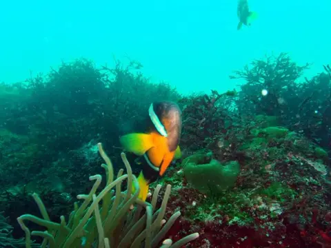 GW大島ダイビングツアー（海中編）の写真 7