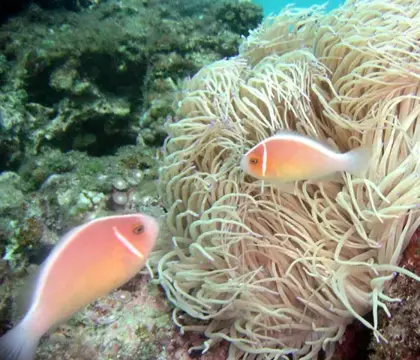 沖縄渡嘉敷島合同ツアーの写真 25