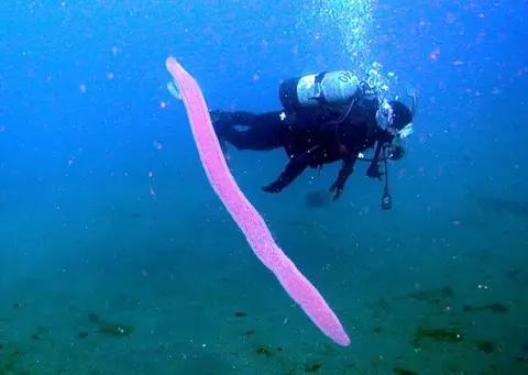 青い海を泳ぐダイバー