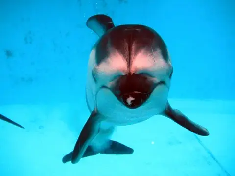 富戸~海中公園ドルフィンツアーの写真 4