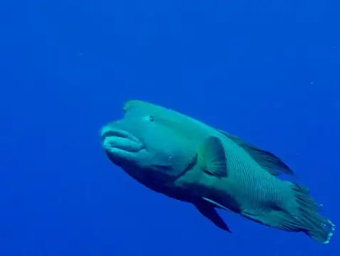 沖縄・渡嘉敷島ツアーフォトグラフの写真 50