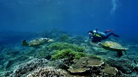 カメとダイバーの写真