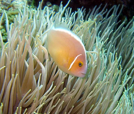 沖縄・渡嘉敷島ビーチ・水中写真の写真 23