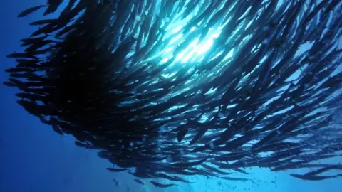 バラクーダの群れと太陽