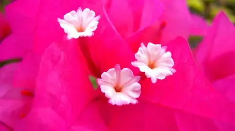 南の島のブーゲンビリアの花