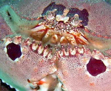５月15日大瀬ツアーの写真 4