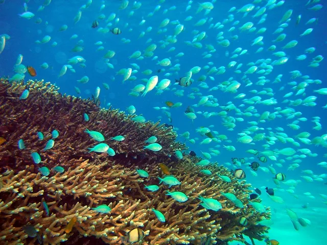 沖縄・渡嘉敷島ビーチ・水中写真の写真 18