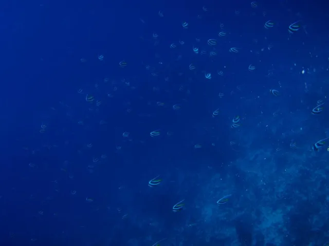 ドマゲッティ　ダイビング・水中写真の写真 14