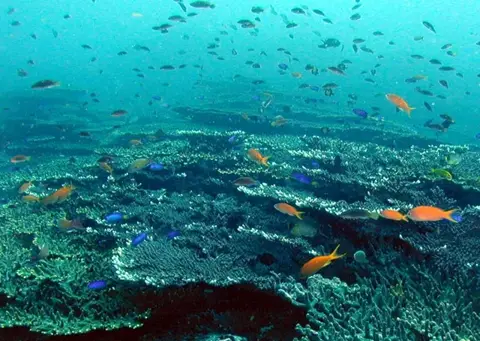 四国高知・柏島ツアーフォトグラフの写真 22