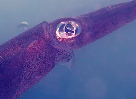 5月大瀬ツアーの写真 2
