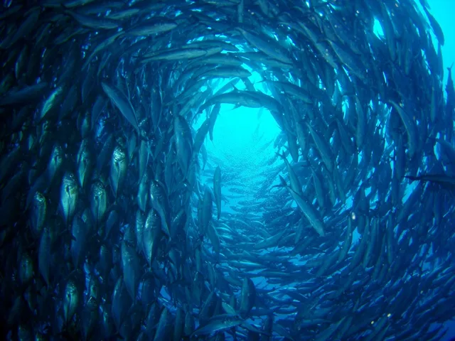 バリ島の写真の写真 17
