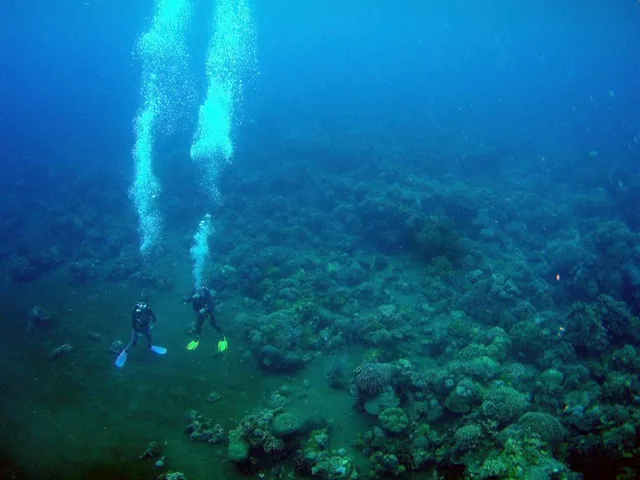 ドマゲッティ　ダイビング・水中写真の写真 26