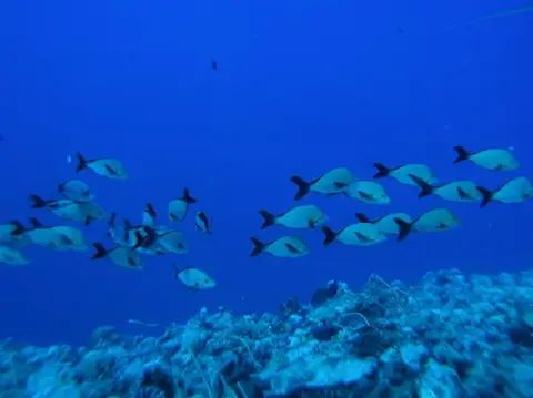 沖縄・渡嘉敷島ツアーフォトグラフの写真 30