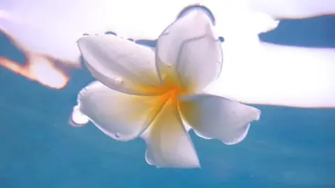 プルメリア