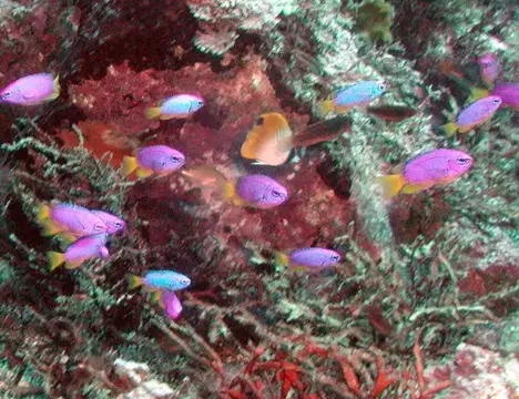 雲見アーチ・子浦ツアーの写真 12